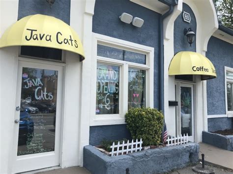 Cutie cats cafe is a good place for cat lovers. Java Cats Cafe opens near Marietta square - Cobb County ...