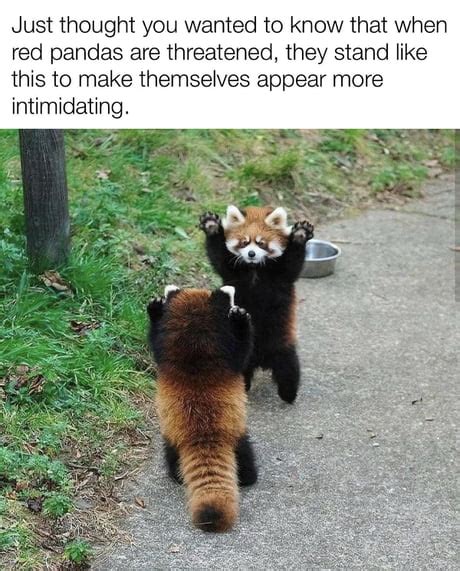 Red Pandas Being Derps Worth To Watch