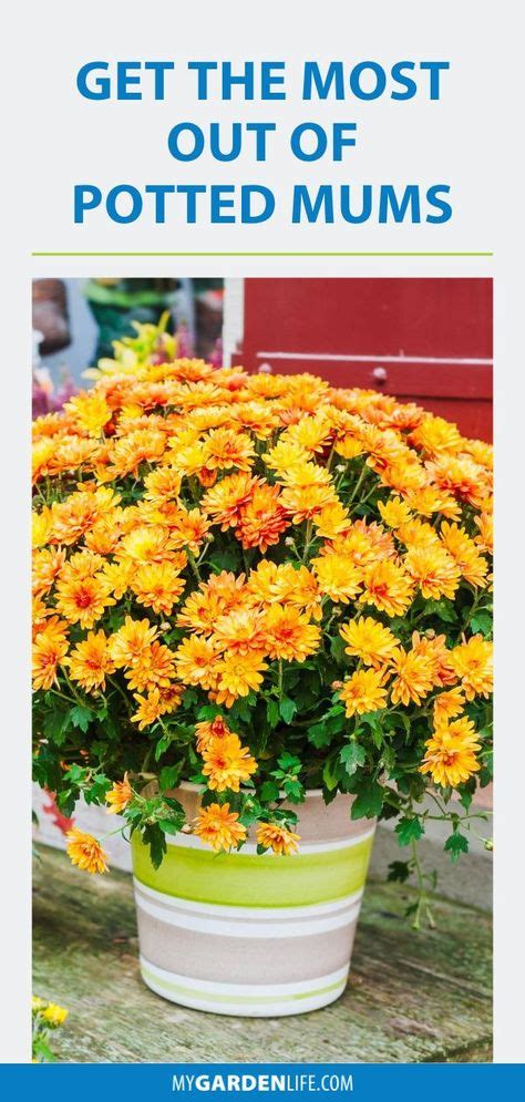 10 Potted Mums Ideas Potted Mums Autumn Garden Planting Flowers