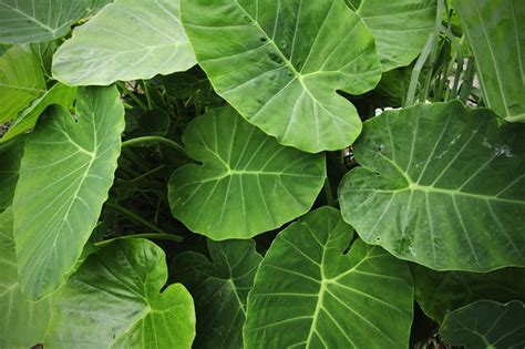 Is Elephant Ears Poisonous To Cats And Dogs