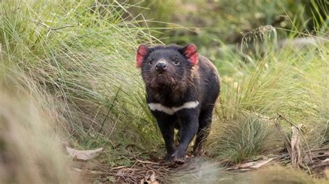 First Tasmanian Devils Born In Mainland Australia In 3000 Years