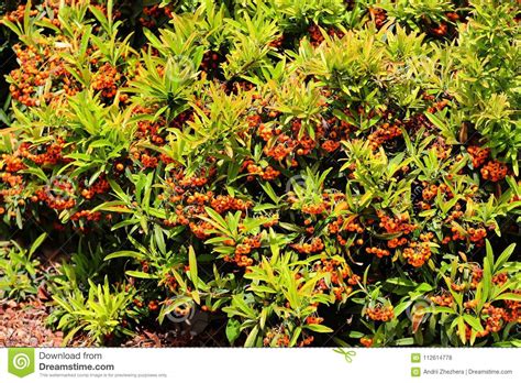 Pyracantha Bushes With Orange Colored Berries Stock Photo Image Of