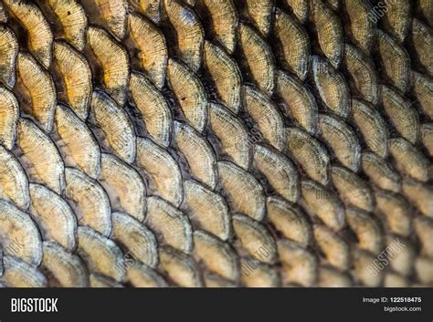 Carp Fish Scales Image And Photo Free Trial Bigstock