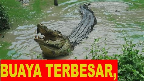 Seberapa besar ukuran buaya dan spesies buaya apa saja yang ukurannya luar biasa? BUAYA TERBESAR | GIANT CROCODILE | PENANGKARAN BUAYA ...