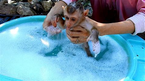 Adorable Baby Monkey Taking A Bath Youtube