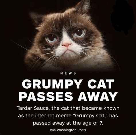 Pin By Sond On Interesting Pins Funny Grumpy Cat Memes Grumpy Cat