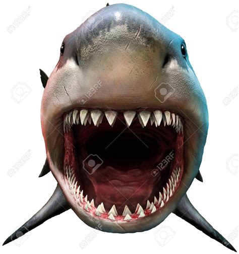 34 Realistic Open Mouth Shark Drawing Momarty