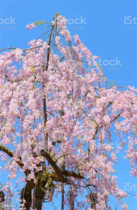 Weeping Cherry Blossoms Stock Photo Download Image Now 2015 Aomori