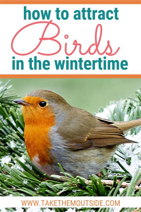 Attracting Birds In The Winter Backyard Birding How To Attract