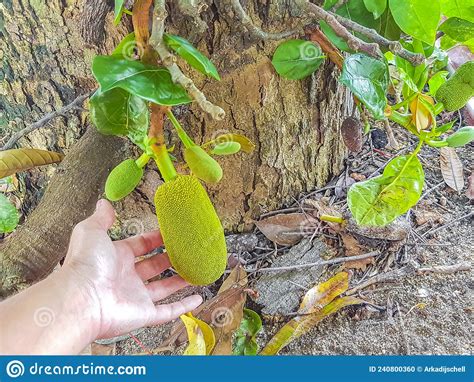 Hold Small Jackfruit On Jack Tree On Koh Samui Thailand Stock Photo