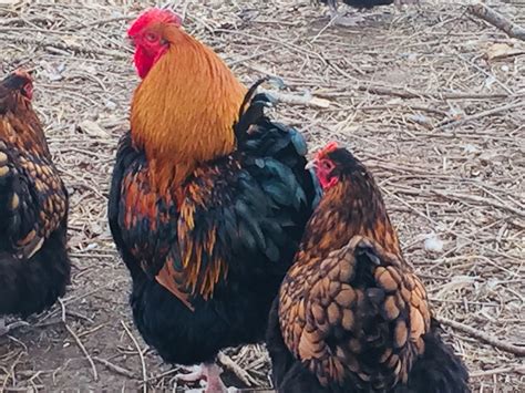 They were added to the german standard in 1972 and later in holland. Golden Laced Orpingtons - Kennedy's Country Farm