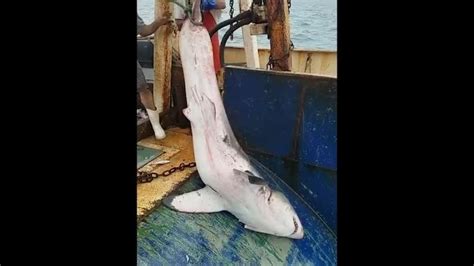 Great White Shark Caught Off Ri Beach