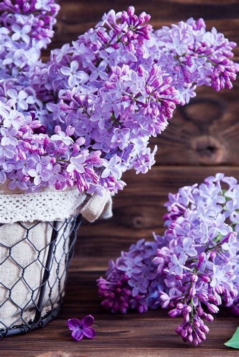 1000 Ideas About Lilac Flowers On Pinterest Lilacs