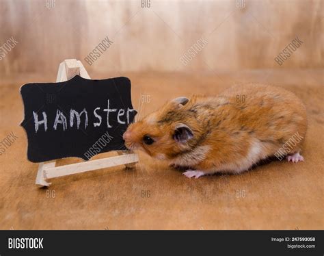 Cute Syrian Hamster Image And Photo Free Trial Bigstock