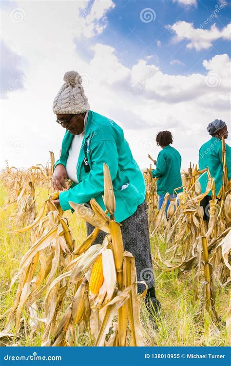 Commercial Maize Farming In Africa Editorial Image Image Of Combine