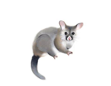 Possum Australian Animal Print Baby Possum Nursery Art