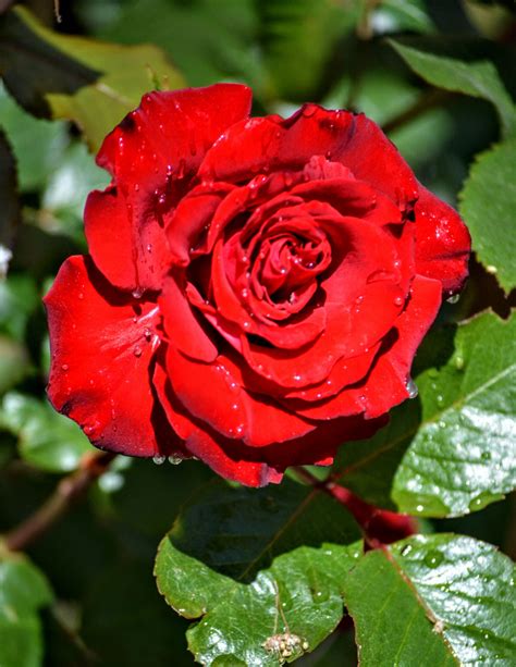 Dark Red Rose by suffolkbrian