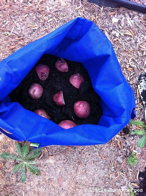 Use Reusable Grocery Bags To Grow Potatoes With Images Growing