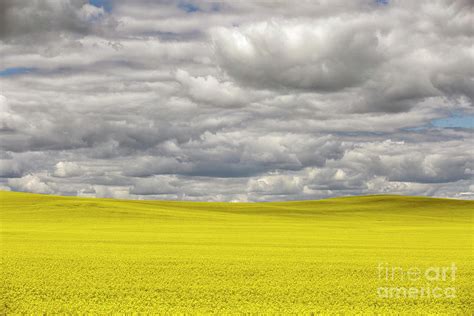 Prairie Canola Field Alberta Canada Photograph By Kevin Miller Fine