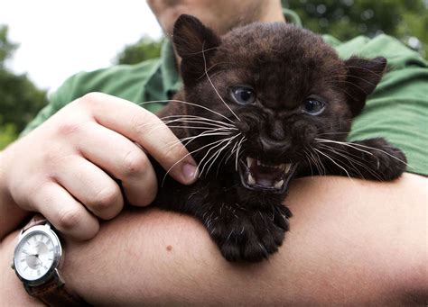 Baby Panthers Can Be Tough And Aww At The Same Time Imgur Baby