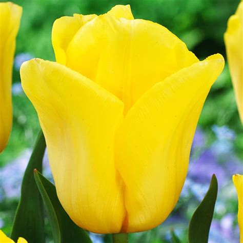 Black tulip flowers discount code. Tulipan (Tulipa) Strong Gold 5 szt. | SPRING FLOWER BULBS ...