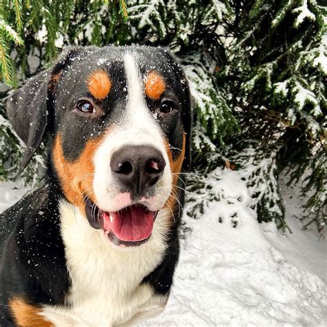 15 Interesting Facts About Entlebucher Mountain Dogs Page 3 Of 5