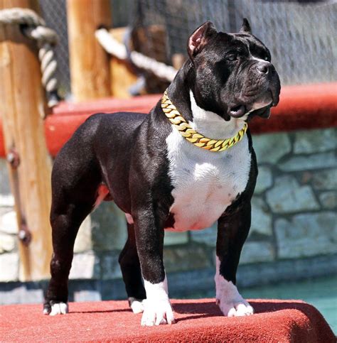 American bully heavy bone puppies male or female both are available in delhi pure breed good quality pup for new home all india delivery available mor. Pocket American Bully Puppy Price In India
