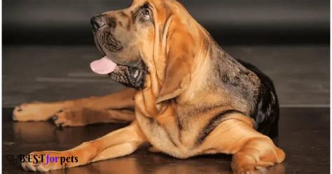 Top 10 Dog Breeds With The Best Sense Of Smell Bestforpets