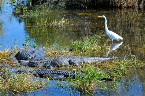 Everglades National Park In South Florida Provides The Perfect Habitat