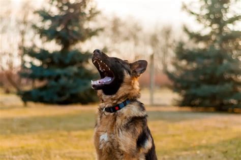 How To Train Your German Shepherd To Be A Guard Dog In 5 Steps