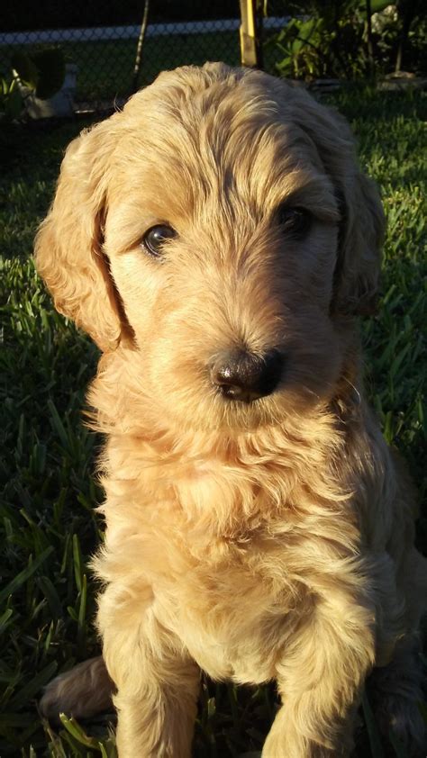 All puppies are born in the living room and are in our house most of the time from birth to 6 weeks of age. Golden Doodle Puppies For Sale | Plantation, FL #274374