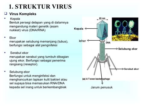 Materi Virus Kelas X Pengertian Ciri Struktur Dan Jenis Sexiezpix Web