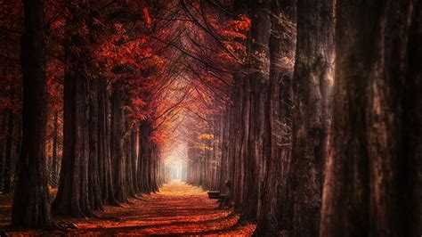 Download 1600x900 Fall Trees Red Leaves Path Autumn Scenery