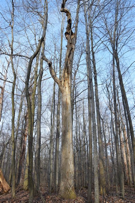 Ontario's oldest trees - Ancient Forest Exploration & Research