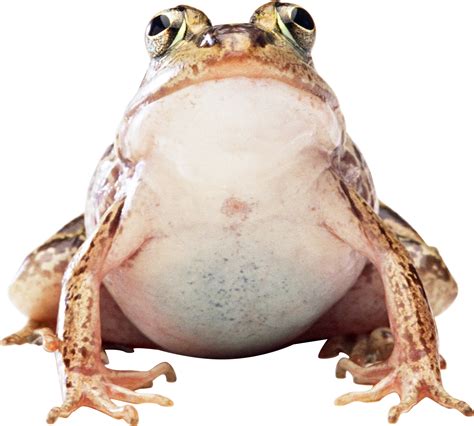 Frog Png Image Transparent Image Download Size 1918x1726px