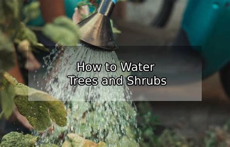 How To Water Trees And Shrubs