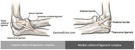 Elbow Ligaments Simplified Anatomy Epomedicine