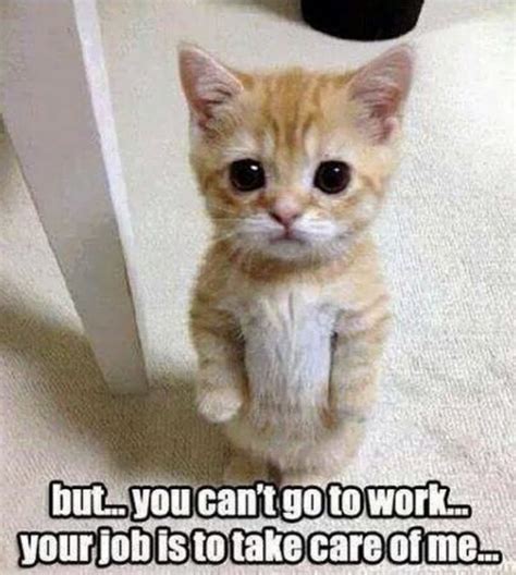 28 Cute Cats To Brighten Your Day Funny Animal Pictures Funny Animal