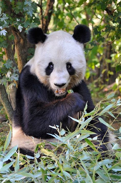 Giant Panda Lunch By Josef Gelernter On 500px Panda Bear Animals