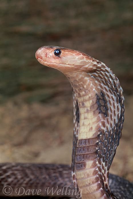 Indian Cobras Naja Naja Naja Are Tropical Jungle Highly Venomous Snakes