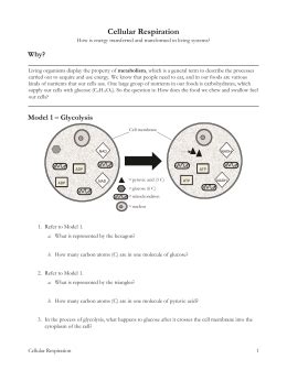 Cellular respiration occurs in four phases: HOW CELLS HARVEST CHEMICAL ENERGY