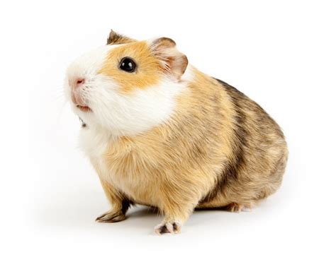 A female can bring to life approximately 5 litters annually. Where do guinea pigs come from