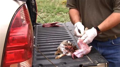 Ever notice those tufts of fur poking out of your rabbit's butt? Good Shot & Bad Shot - Cottontail Rabbit Cleaning - YouTube