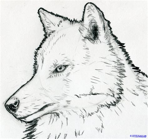 Arctic Wolf Clipart Simple Pencil And In Color Arctic Wolf Clipart