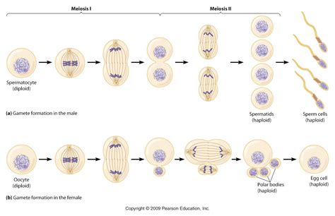 Perbedaan Spermatogenesis Dan Oogenesis Tabel Materi Kimia Porn Sex Picture