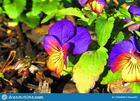 Yellowish Purple Pansy With Morning Dew Drops Stock Photo Image Of