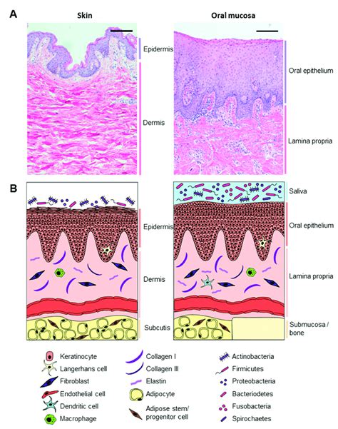 Oral Histology Digital Lab Mucosa Mucosa Of The Soft