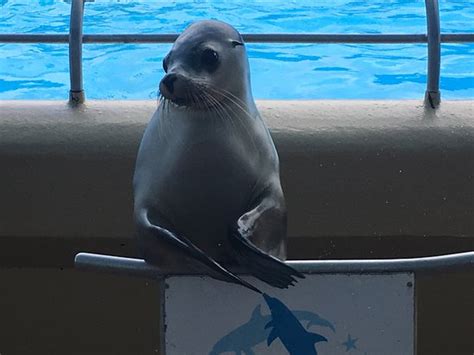 Seal Kisses Picture Of Pet Porpoise Pool Dolphin Marine Magic