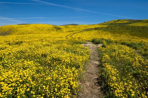 Hiking Trail Leading Up A Hill Filled With Yellow Wildflowers In