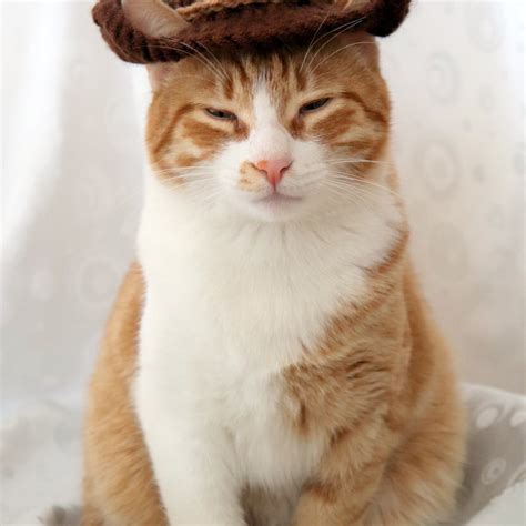 Cowboy Hat For Cats Pawsomecrochet